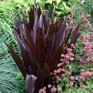 Eucomis comosa 'Oakhurst'