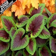 Viola  'Heartthrob'