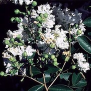 Lagerstroemia indica 'Acoma'