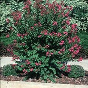 Lagerstroemia indica 'Hopi'