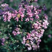 Lagerstroemia X fauriei 'Zuni'