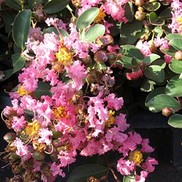 Lagerstroemia indica 'Coral Filli'