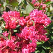 Lagerstroemia indica 'Red Filli'