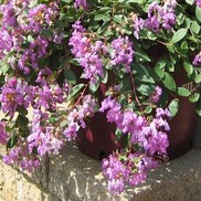 Lagerstroemia indica 'Violet Filli'