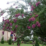 Lagerstroemia indica 'Catawba'