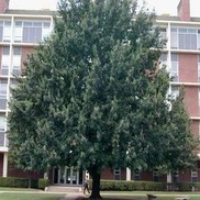 Quercus robur 'English Oak'