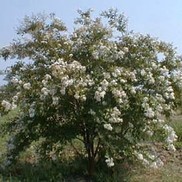 Lagerstroemia X fauriei 'Natchez'
