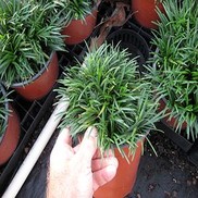 Ophiopogon japonica 'Nana'