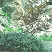 Ophiopogon japonica
