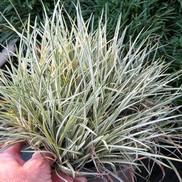 GRASS MONDO 'SILVER MIST'