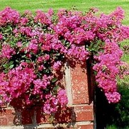 Lagerstroemia indica 'Rosey Carpet'