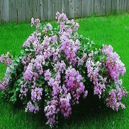 Lagerstroemia indica 'Orchid Cascade'