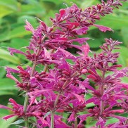 Agastache  'Summer Love'