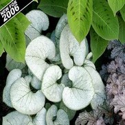 Brunnera macrophylla 'Looking Glass'