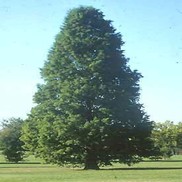 Taxodium distichum 'Shawnee Brave'
