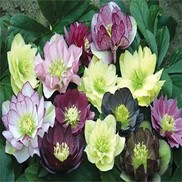 Helleborus  'Regal Ruffles Strain'