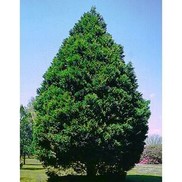 Cupressocyparis leylandii