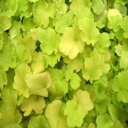 Heuchera villosa 'Citronella'