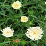Stokesia laevis 'Mary Gregory'