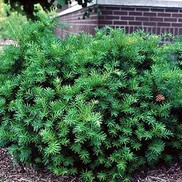 Taxus X media 'Densiformis'
