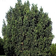 Taxus X media 'Hicksii'