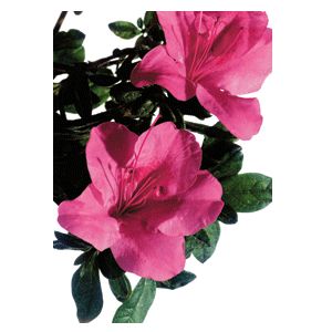 Azalea Rhododendron hybrid 'Conlet'
