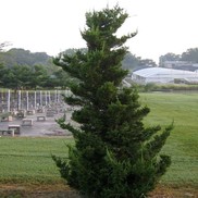 Juniperus chinensis Robusta