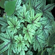 Heucherella  'Kimono'