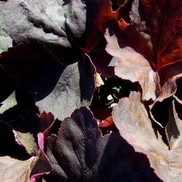Heuchera villosa 'Mocha'