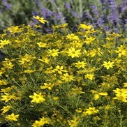 Coreopsis  'Zagreb'