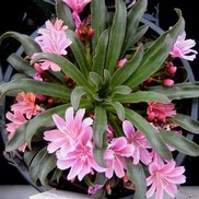 Lewisia cotyledon 'Little Plum'
