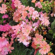 Lewisia cotyledon 'Rainbow Mix'