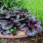 Ajuga repans 'Black Scallop'