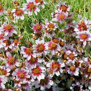 Coreopsis  'Sweet Dreams'