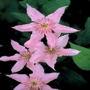 CLEMATIS 'HAGLEY'
