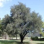 Quercus virginiana 'Live Oak'
