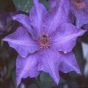 Clematis x patens 'President'
