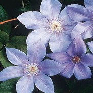CLEMATIS 'RAMONA'