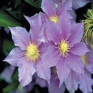 CLEMATIS 'WILL GOODWIN'