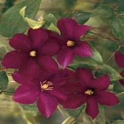 Clematis x jackmanii 'Warszawska Nike'