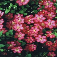 Clematis x viticella 'Vile de Lyon'