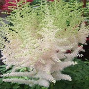 Astilbe chinensis 'Milk and Honey'