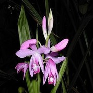 Bletilla striata