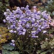BELLFLOWER 'LA BELLE'