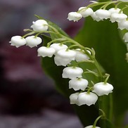 Convallaria majalis