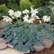 BLEEDING HEART 'IVORY HEART'