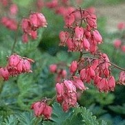 Dicentra formosa 'Adrian Bloom'