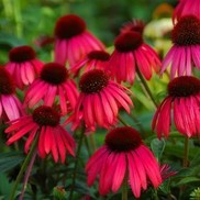 Echinacea 'Big Sky' Series 'Twilight'
