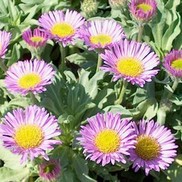 Erigeron glaucus 'Sea Breeze'