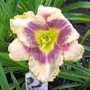 Hemerocallis hybrid 'Darling Deception'